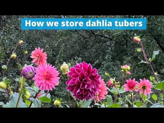How we store our dahlia tubers (zone 8) on our south west England flower farm