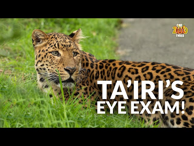 Ta'iri's Eye Examination | One Zoo Three