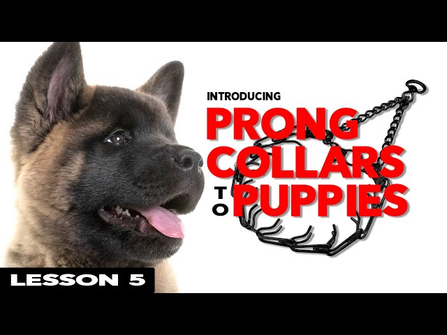 How to Properly Use a Prong Collar on a Puppy