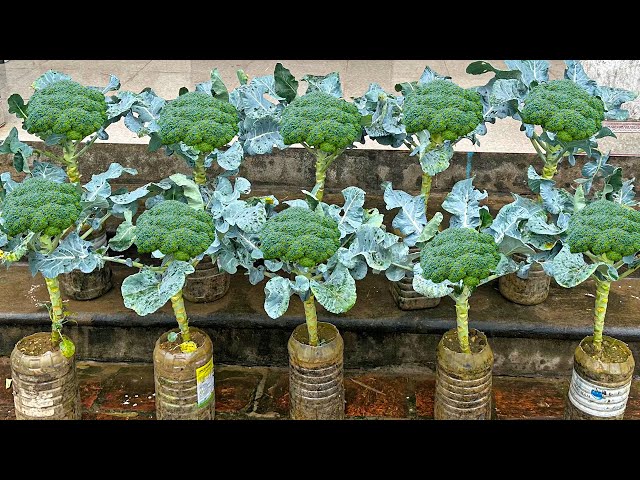 Few-Known Tips For Growing Cauliflower: High Yield, No Worry About Pests