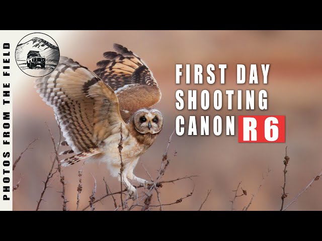 📸 USING THE CANON R6 FOR 🦉 WILDLIFE PHOTOGRAPHY