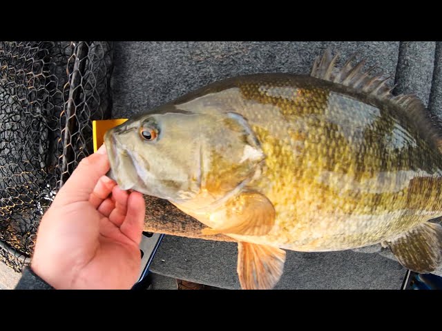 Catching Big Pre-Spawn Smallmouth on Dale Hollow Lake with Guide and Author Bobby Gentry