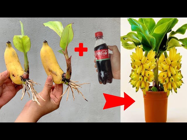 Summary of 4 extremely simple and super effective methods of propagating banana plants at home