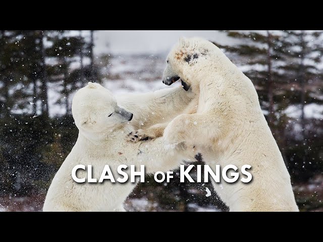 Polar Bear: The Ultimate Apex Predator