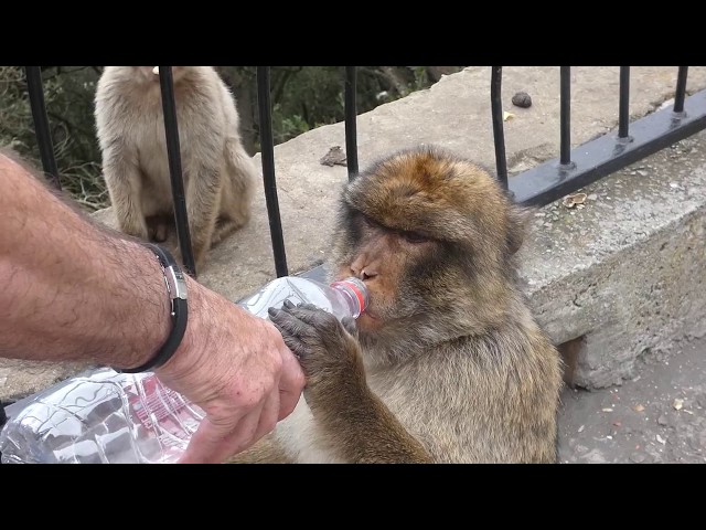 Rock of Gibraltar @ Monkeys 4K UHD