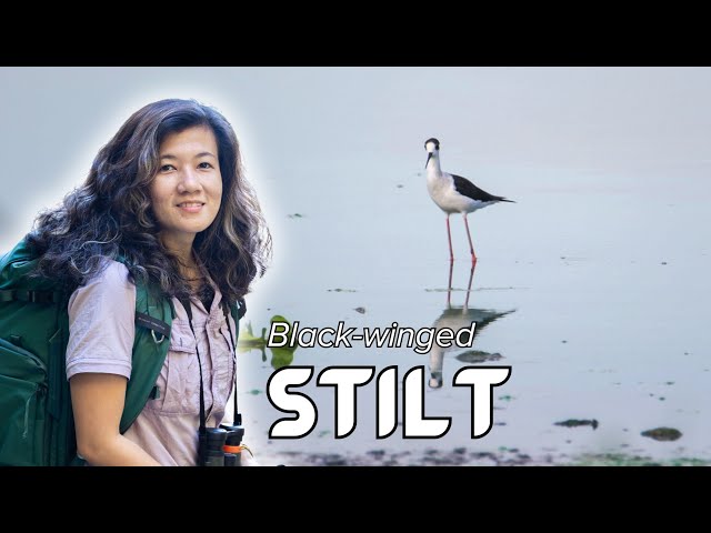 #BirdsofThePhilippines: Black-winged Stilt (𝘏𝘪𝘮𝘢𝘯𝘵𝘰𝘱𝘶𝘴 𝘩𝘪𝘮𝘢𝘯𝘵𝘰𝘱𝘶𝘴)