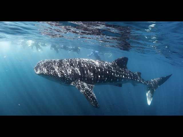 Whale Sharks | Exmouth | 3 Islands Whale Shark Dive | WA