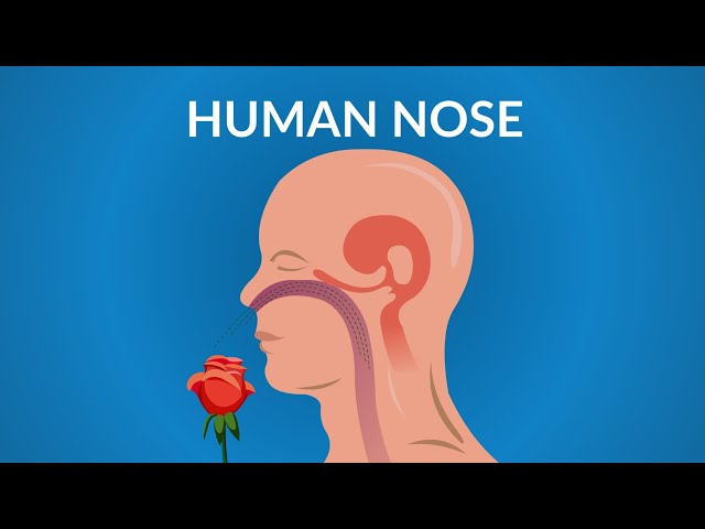 Human Nose Functions || How your Nose Works