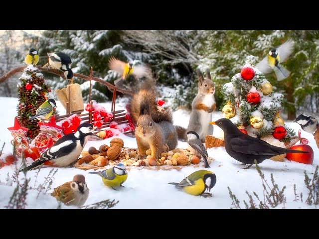 Festive Fun with Forest Friends🎄 10 hours Cat & Dog TV 😽🐶  4K HDR