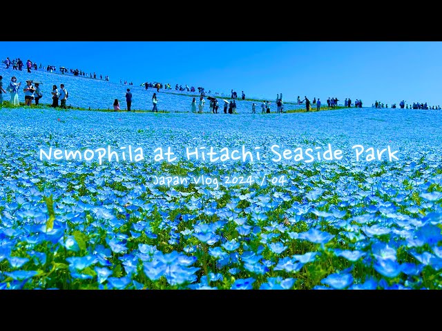 Spring at Hitachi Seaside Park | Nemophila, Tulips, Spring | Japan Vlog