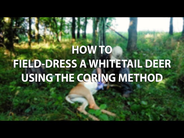 How To Easily Field-Dress a Whitetail Deer Using the Coring Method