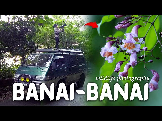 Banai Banai | Radermachera quadripinnata | #WildlifeWednesday EP. 12 | VAN LIFE