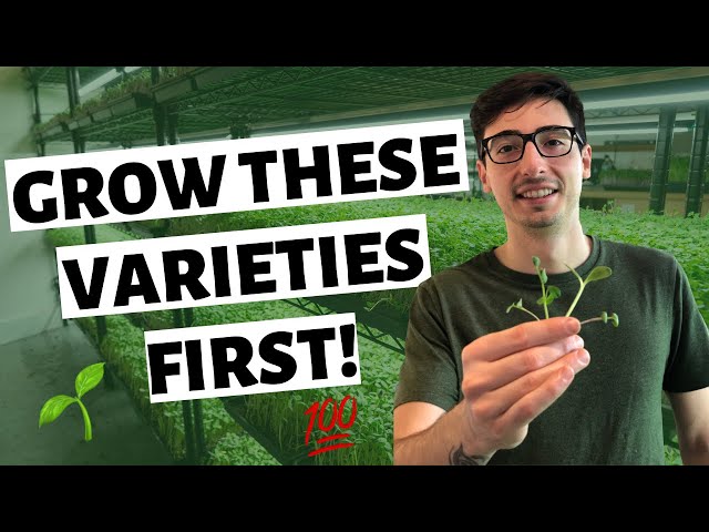 Best Microgreens To Grow FIRST (EASY & HEALTHY)