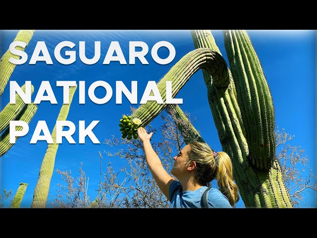 Saguaro National Park Day trip from Phoenix (Cactus Everywhere!)