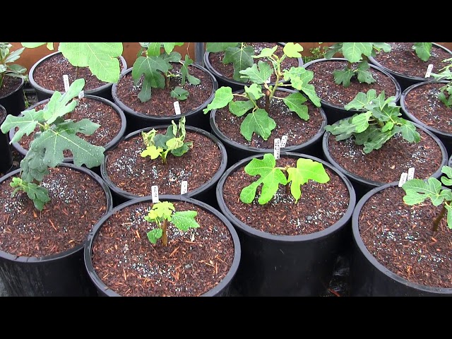 The Fig Trees Are Getting Potted Up and Going Outside in the Hoop House
