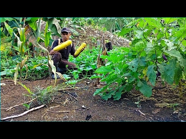 Survival alone || Producing bananas, vegetables, and caring for bananas during heavy rain