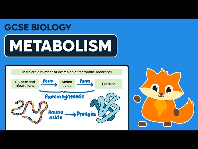 Metabolism - GCSE Biology