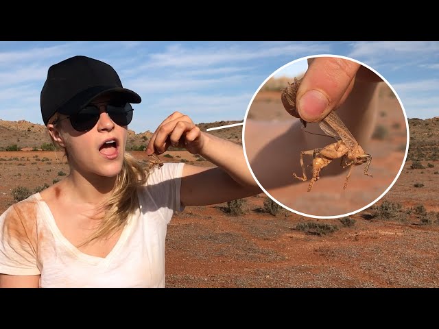 I Try To Survive the Australian Outback for 24 Hours