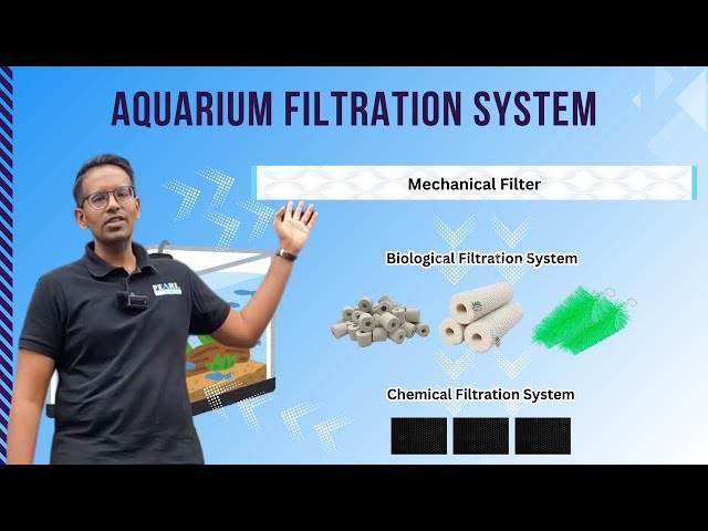 Understanding Aquarium Filtration: Biological, Chemical, and Mechanical Filters Explained