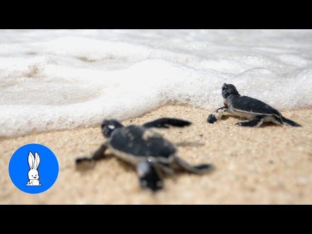 Turtles Swimming & Walking slowly... CUTEST compilation