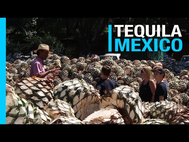 TEQUILA MEXICO & DISTILLERY TOUR | EP 46 TRAVEL VLOG