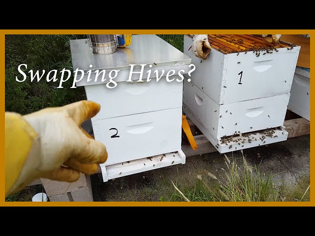 Honey Bees - Swapping Positions to Balance the Hives (using hive drift) - GSB S2 E4