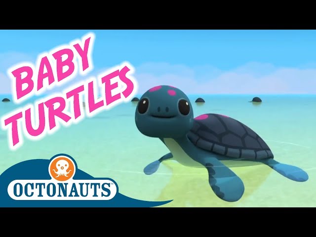 Octonauts - The Baby Sea Turtles | Full Episode | Cartoons for Kids