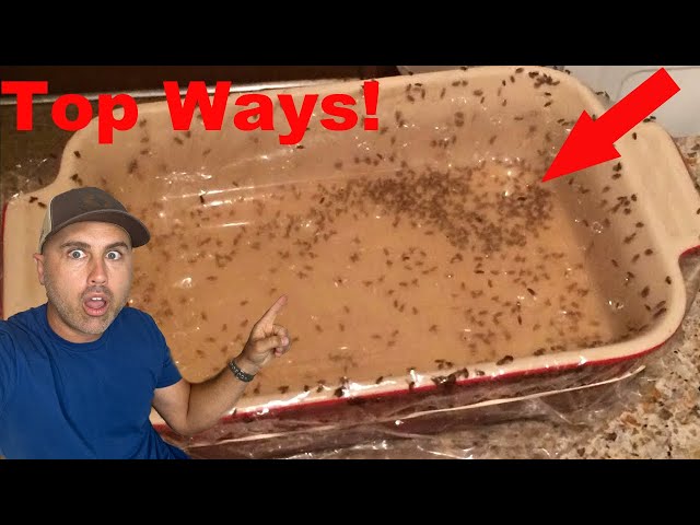 The BEST Homemade Fruit Fly Traps (Ill prove it)