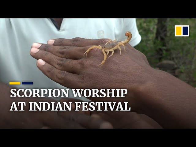 Playing with scorpions is form of worship for devotees at India snake festival