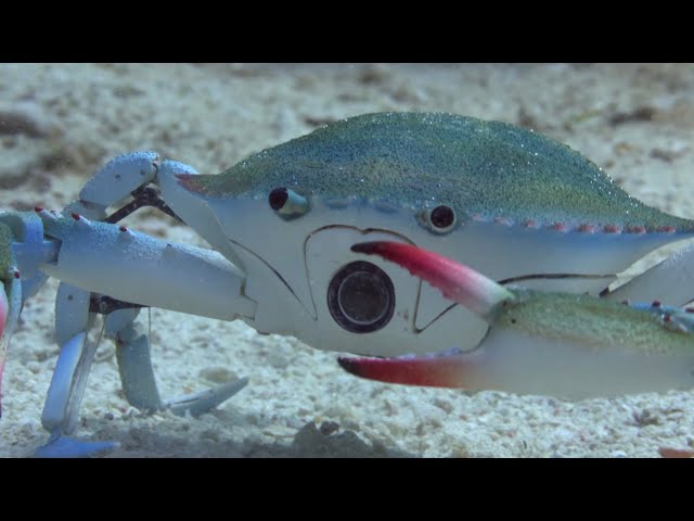 Will Robot Spy Crab Survive The Killer Punch Of A Peacock Mantis Shrimp