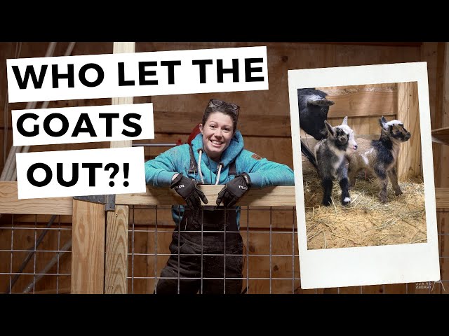 Get the most out of your barn space with modular stalls! // Homesteading