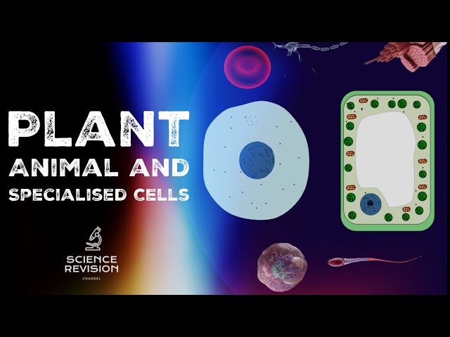GCSE Science Biology (9-1)  - Plant and Animal Cells  - Cell Specialisation