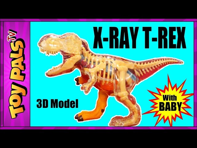 X Ray Tyrannosaurus Rex DINOSAUR Anatomy Model with T-Rex Baby