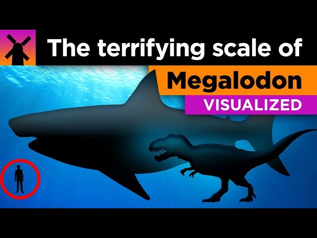The Terrifying True Scale of Megalodon Visualized