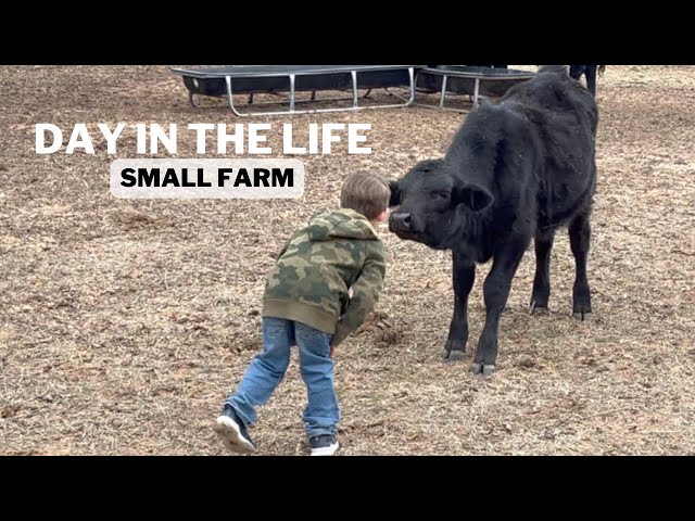 DAY IN THE LIFE | Farm Animals & Projects