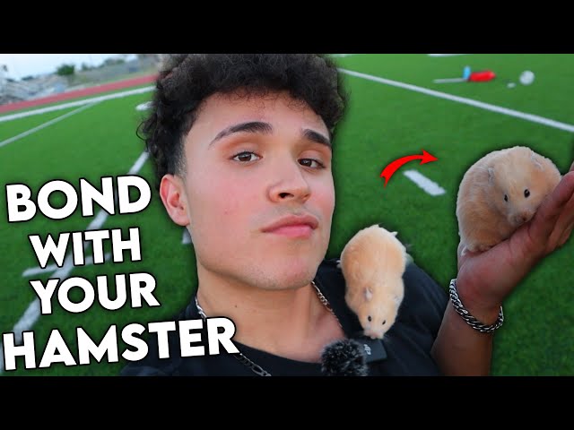 How To Bond With Your Pet Hamster!