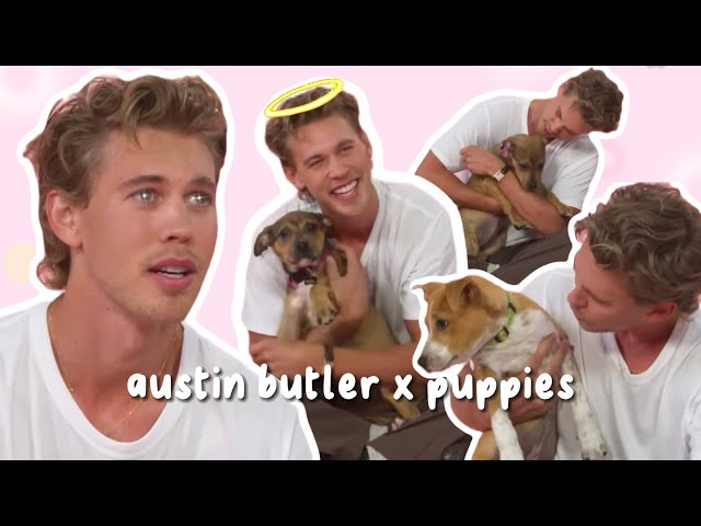 austin being the cutest while playing with puppies