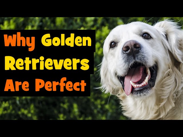 7 Reasons Why Golden Retrievers Are The Perfect Dog Breed