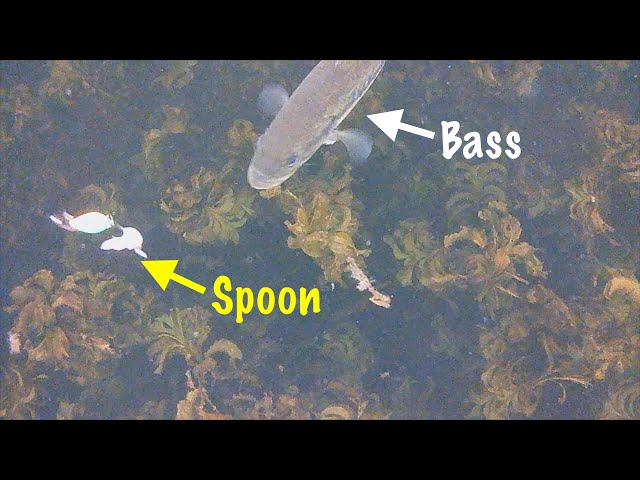 Ice Fishing Bass & Yellow Perch Through Slush!! (*Underwater View*!)