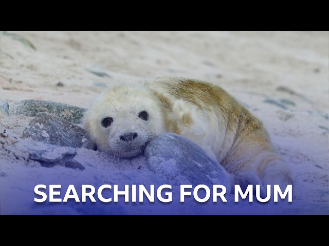 Seal Pup's Missing Mum | Scotland: The New Wild | BBC Scotland