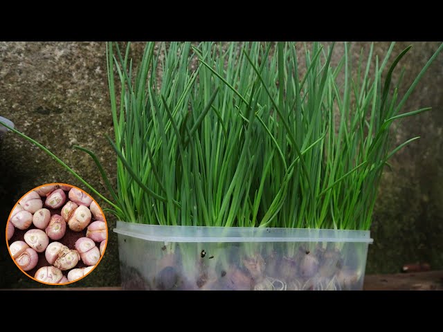 Growing Green Onions Hydroponically At Home Is Easy