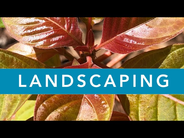 FIREBUSH SHRUB vs. FIREBUSH TREE | Landscaping Ideas | Florida Native Plants