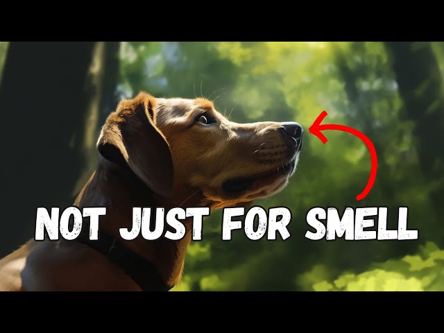 When Dogs Unleash Their Superpowers (insane dog abilities)