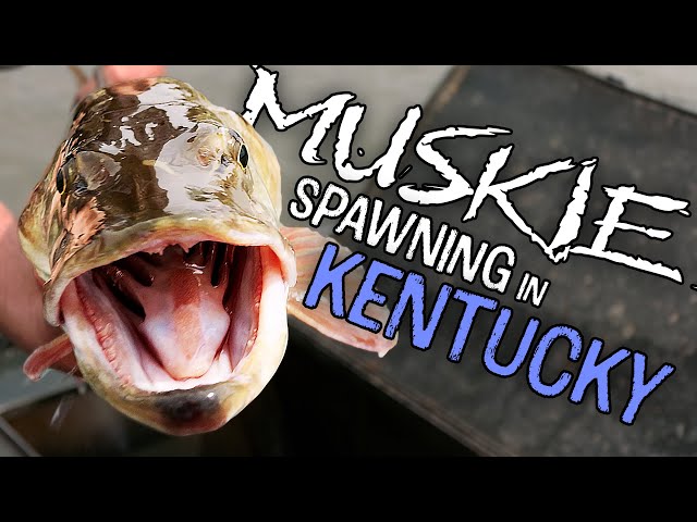Making Muskie - Where do Kentucky's Muskie Come From?