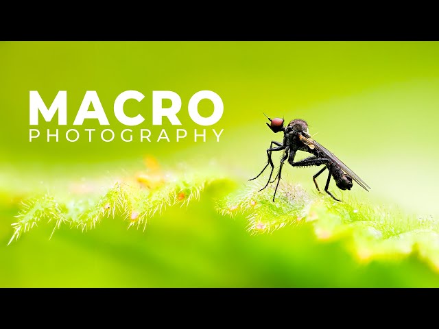 Macro with a hint of Bird Photography | OM System 90mm F3.5 IS Pro | Norway