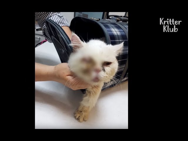 Cats Abandoned In Horrific Condition | Kritter Klub