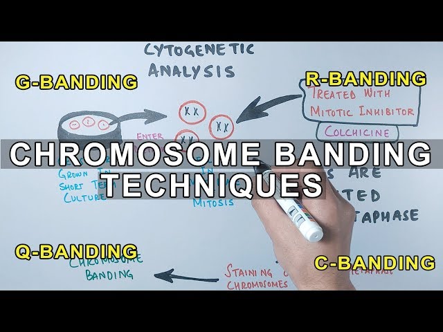Chromosome Banding Techniques