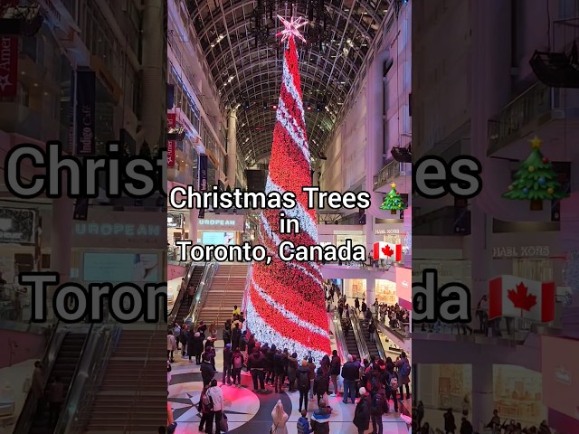 Christmas Trees 🎄 in Toronto, Canada 🇨🇦  | Things to do Toronto #christmastree #christmas #canada