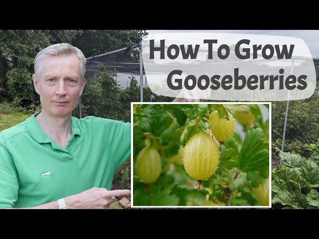 How To Grow Gooseberries - A Complete Introduction To Growing A Delicious And Underrated Fruit
