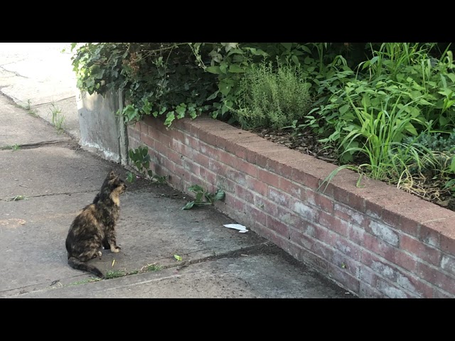 A cat in the middle of the sidewalk, looking at plants